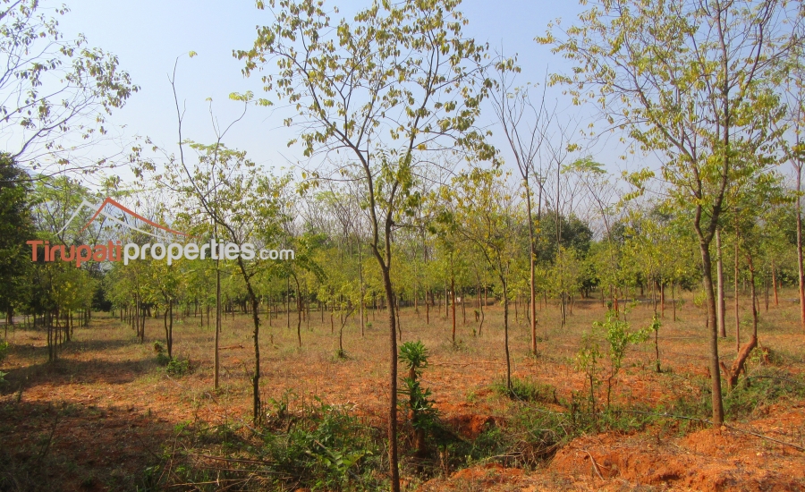 #FarmLands With #Sandalwood Plantation #PlotsforSale Near Ithepalli - Benguluru Highway, #Tirupati